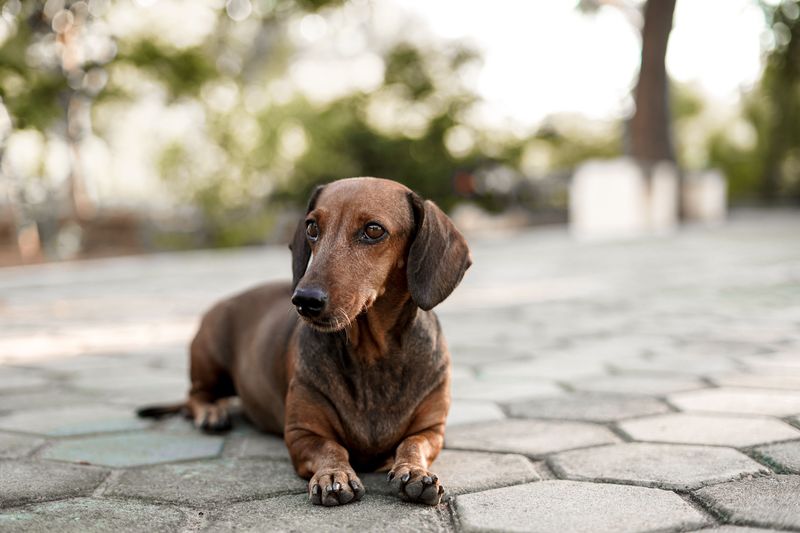 Dachshund