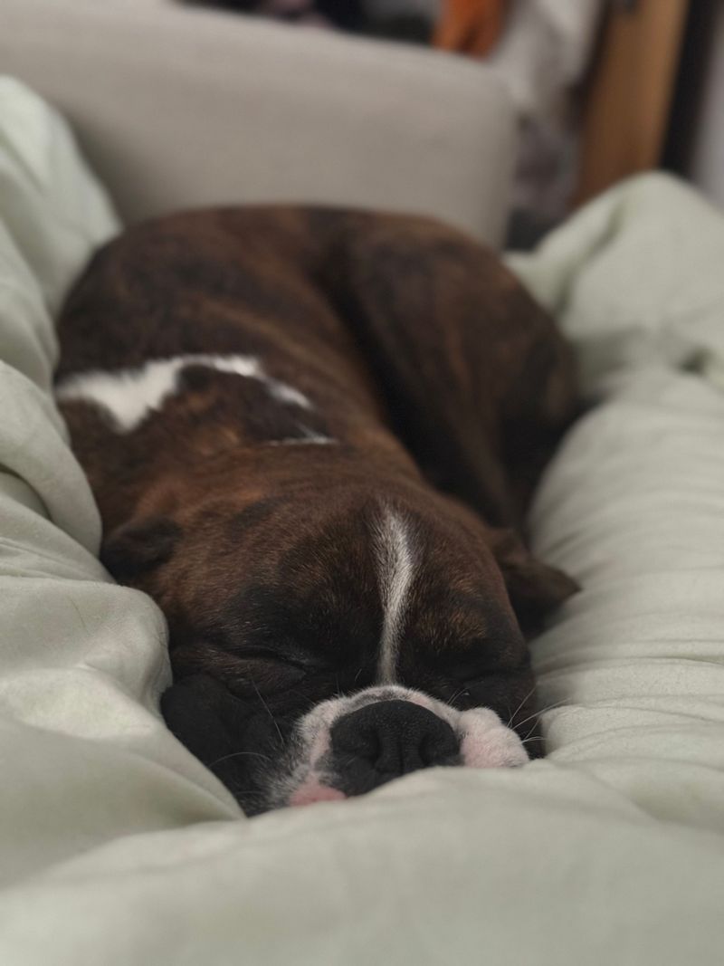 One experience with these 12 dog breeds is often enough to create a lifelong favorite - plus 2 that inspire remarkable loyalty 3 Boxer