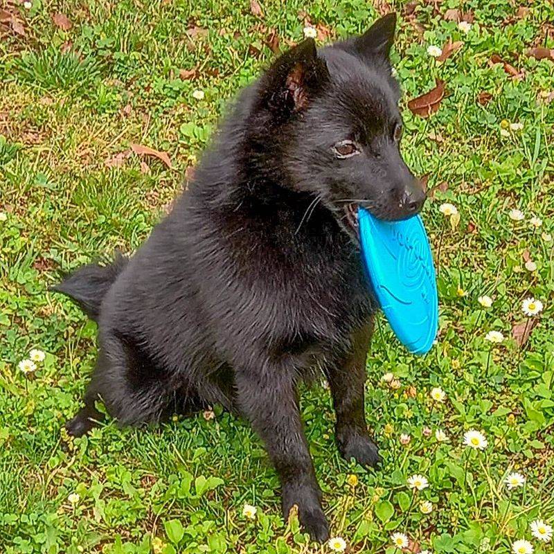 Show these clever dogs how the house works and they may learn the routine before you expect 8 Schipperke