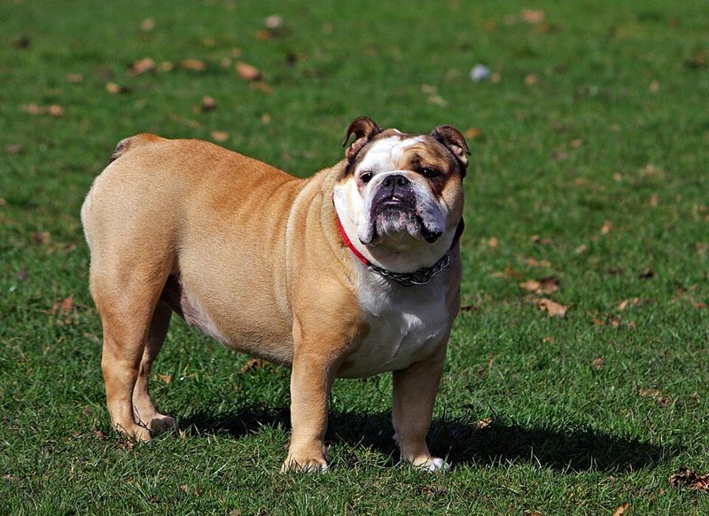 Certain dog breeds are known for hardiness while others require owners to prepare for more potential health concerns 11 English Bulldog - lovable soul, careful planning