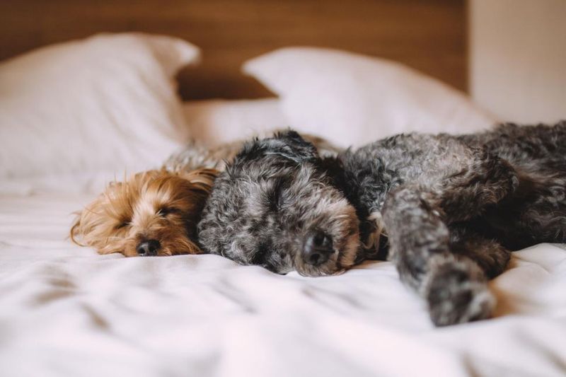 These 9 explanations reveal why dogs often choose your bed over theirs 10 They simply prefer being close to family
