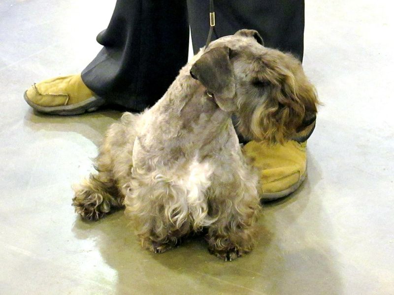 Cesky Terrier