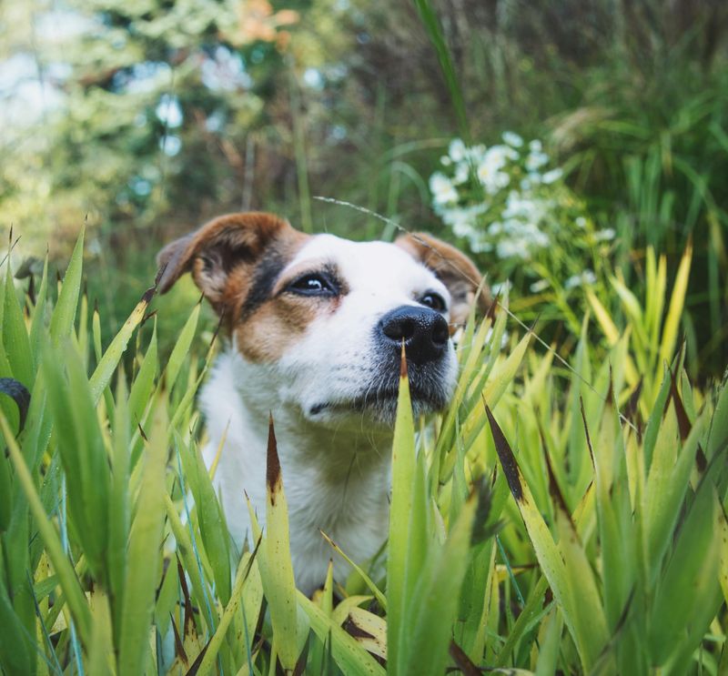 14 Dog Breeds That Think the Mail Carrier Is Their Greatest Rival 3 Jack Russell Terrier