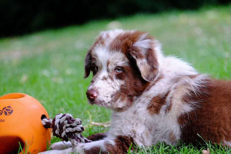 Australian Shepherd