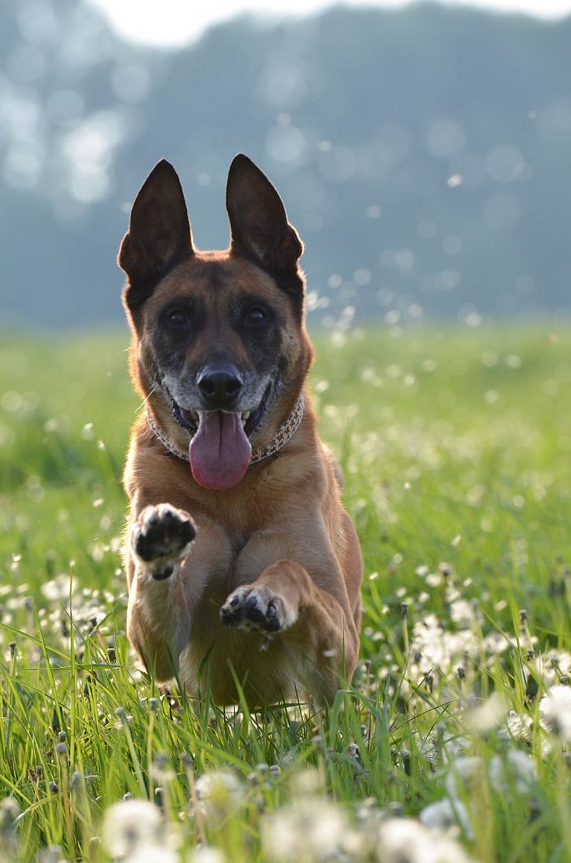 10 Dog Breeds That Are Truly Wolf-Like – And 5 That Only Look Wild 13 Belgian Malinois