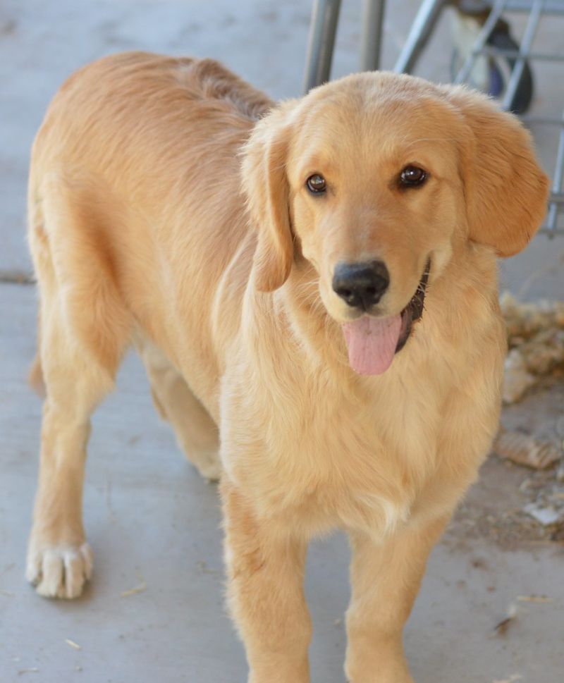 Golden Retriever