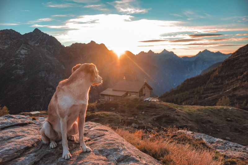 10 moments when correcting your dog may silence information you actually needed to hear 9 Retreating when the scene becomes too much