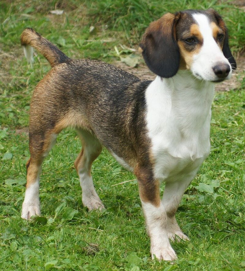 Westphalian Dachsbracke