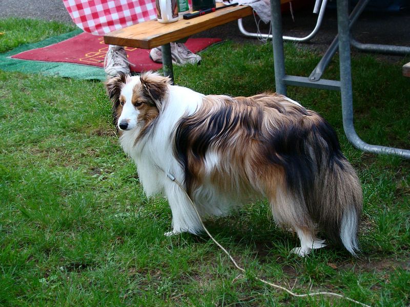 Give these dog breeds clear expectations and watch how quickly chaos can turn into cooperation 9 Shetland Sheepdog