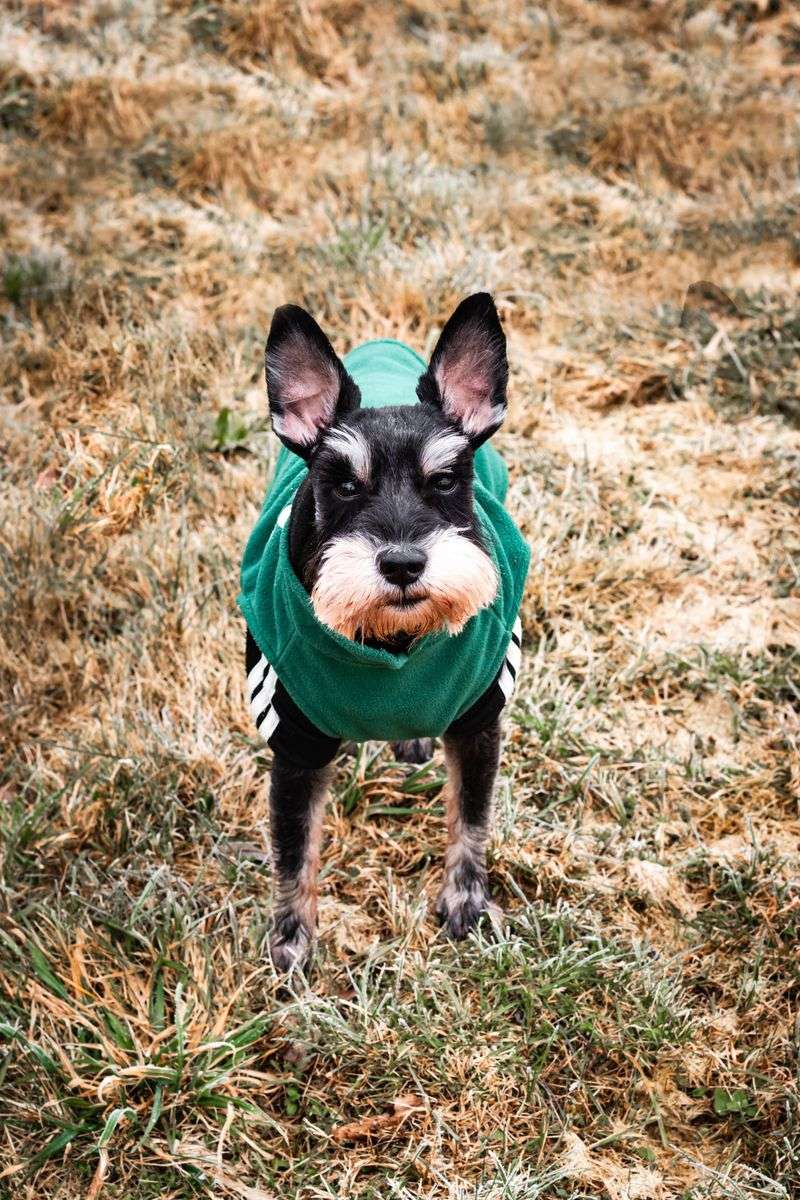 Miniature Schnauzer