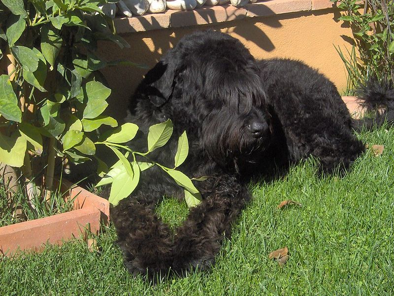 Giant Schnauzer