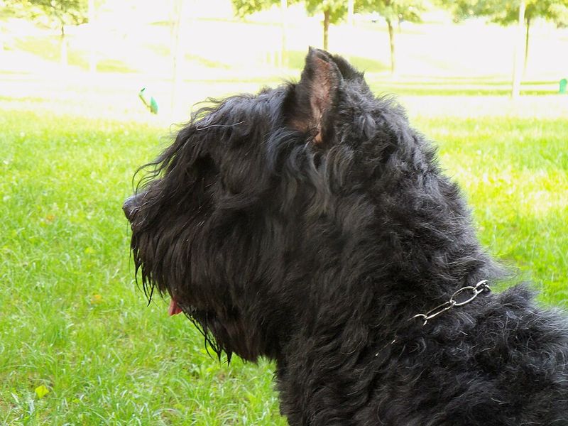 29 Big Dog Breeds with Gentle Temperaments 20 Bouvier des Flandres