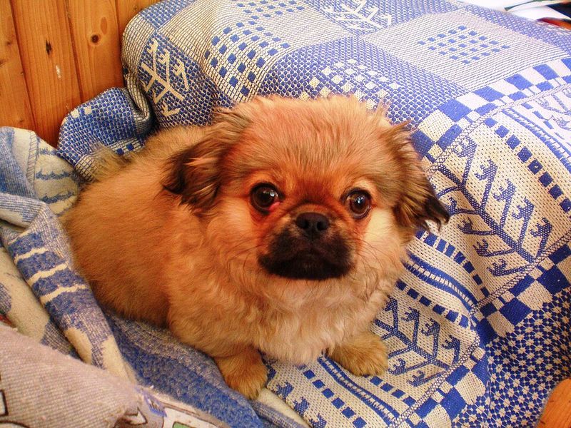 13 dogs that act like rain is a personal attack 10 Pekingese