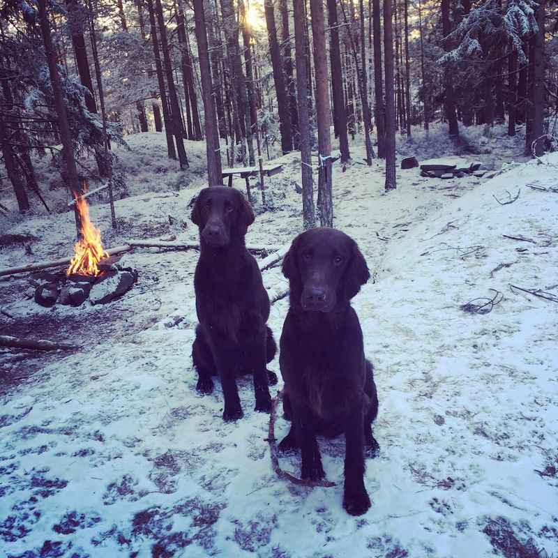 If big life changes are ahead, these dog breeds often handle the transition beautifully 12 Flat-Coated Retriever