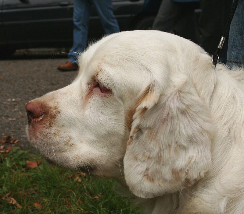 Clumber Spaniel