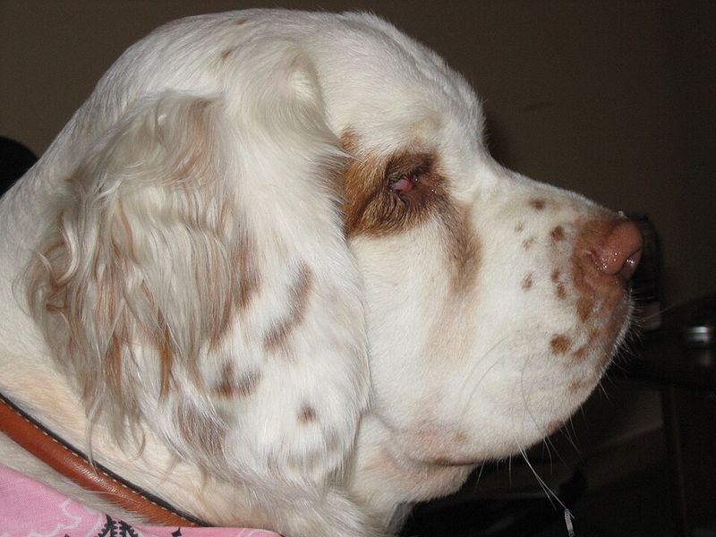 It's almost impossible not to love these 11 floppy-eared dog breeds - plus 3 hidden gems 17 Clumber Spaniel
