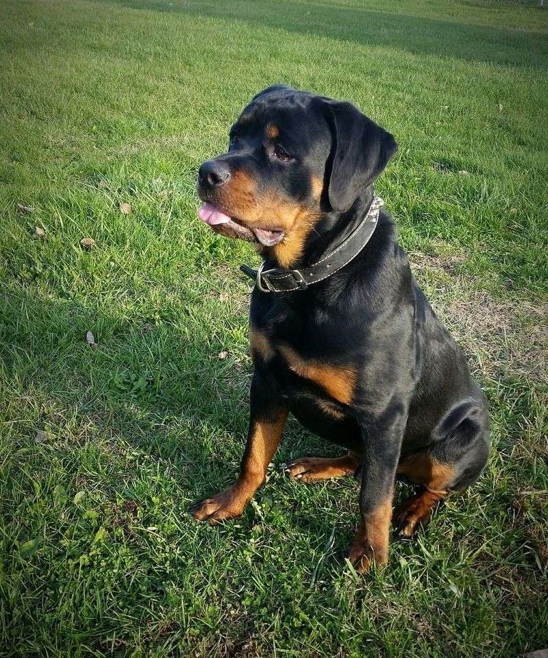 Rottweiler