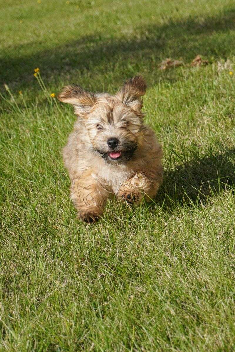 15 dog breeds that react strongly to changes in household energy 10 Havanese