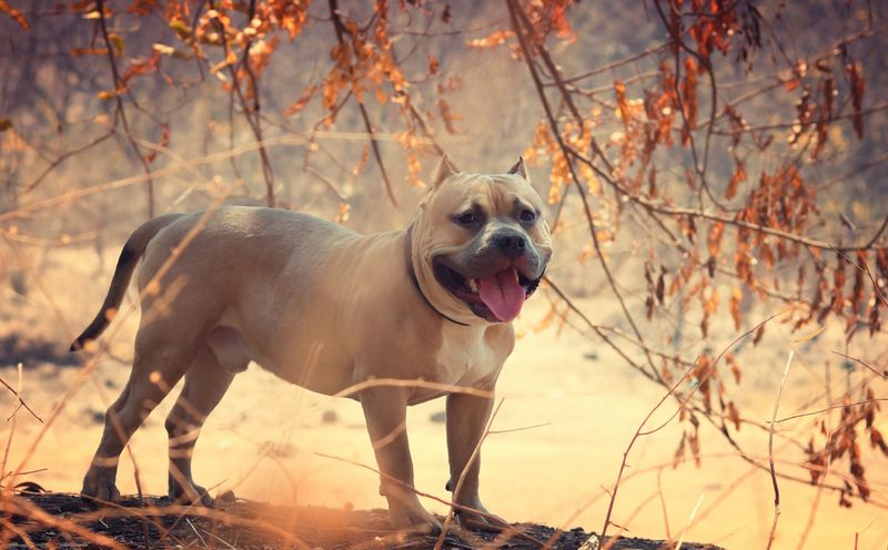 American Pit Bull Terrier