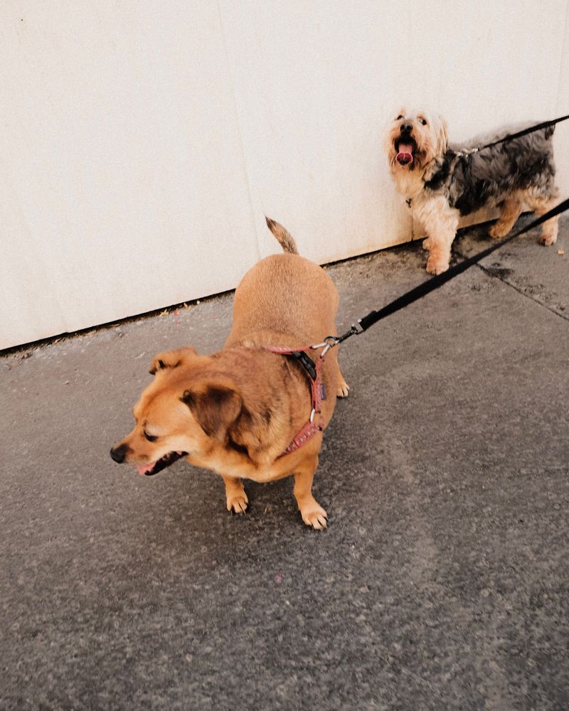 Many dogs pull because of routines owners accidentally repeat every day 5 Using a leash that's always under tension