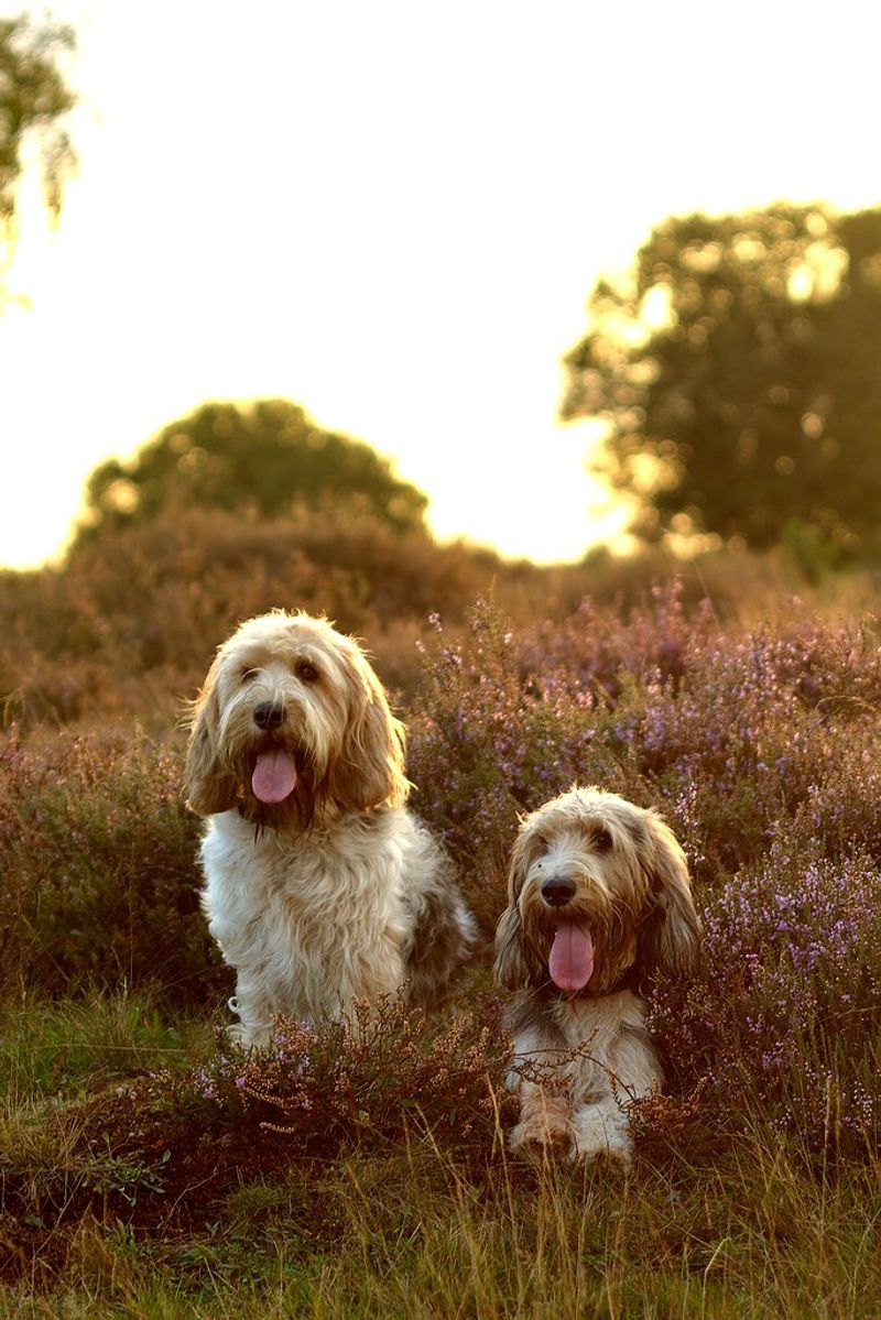 Grand Basset Griffon Vendeen