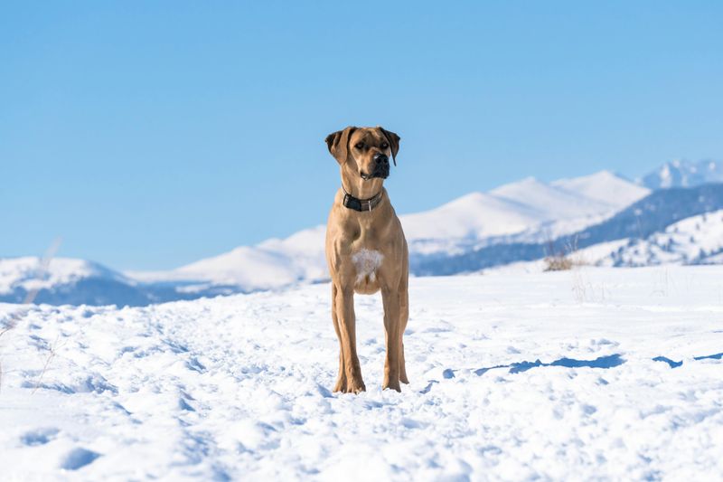 Rhodesian Ridgeback