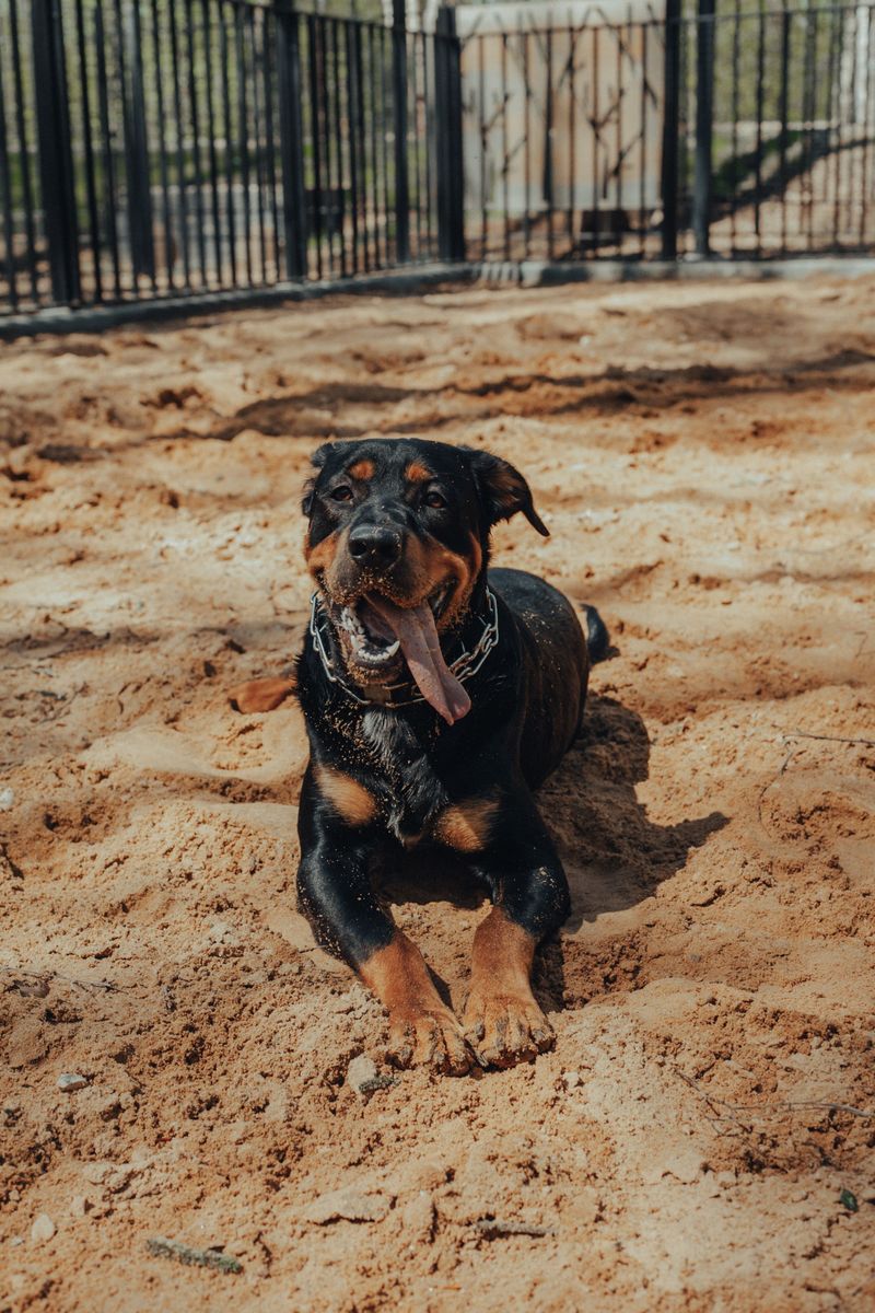 Rottweiler
