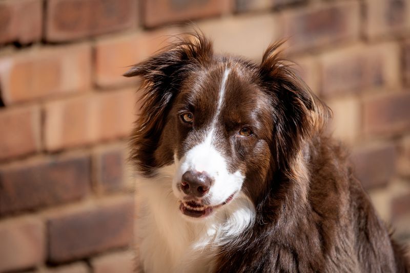 10 dogs that don't always know when playtime is over - plus 3 that practically put themselves to bed 5 Border Collie