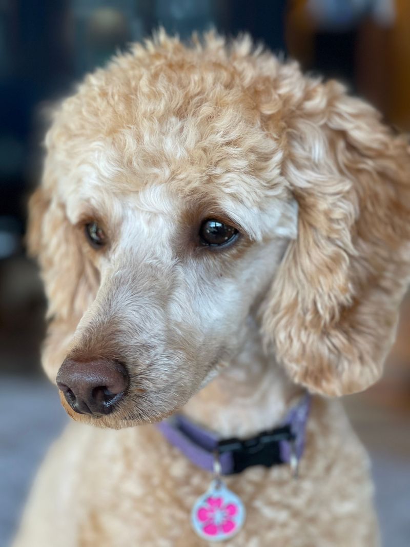 Poodle: Smart and Adaptable