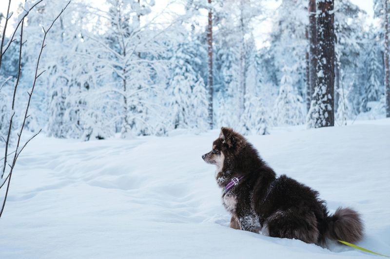 Finnish Lapphund