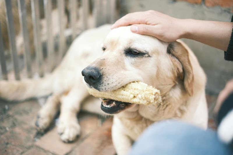 12 dogs that love food so much owners have to stay alert 2 Labrador Retriever