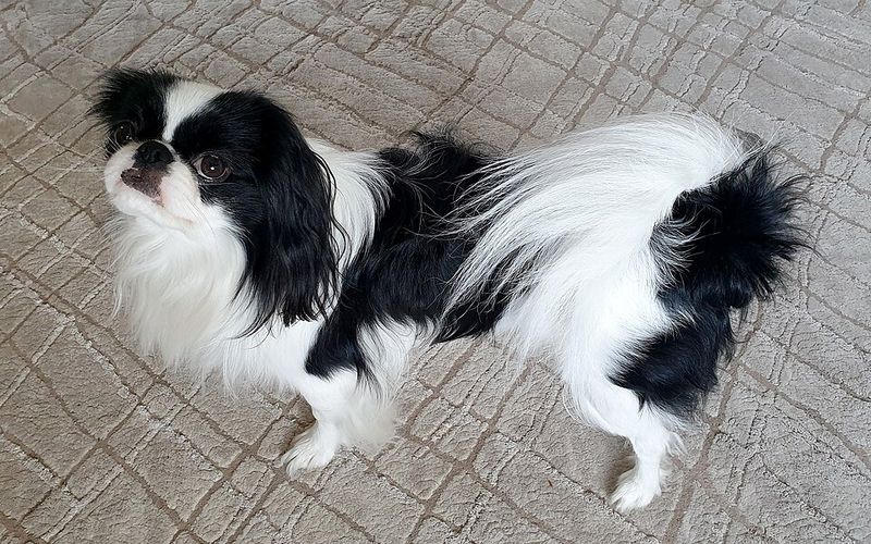 Japanese Chin