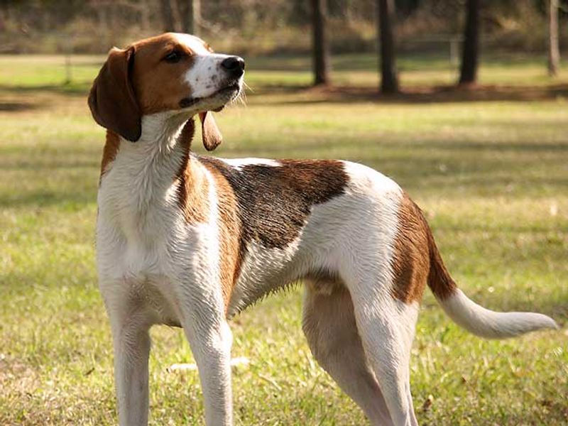 Wonderful dogs can remain homeless far longer than expected - these are among the ones often passed by 7 Treeing Walker Coonhound