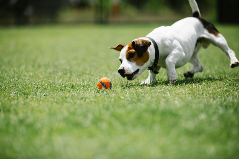 Jack Russell Terrier