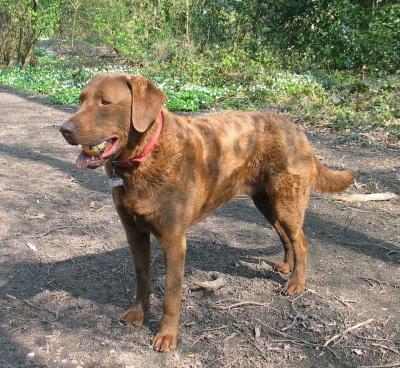 Changing lifestyles are pushing these dog breeds out of the spotlight 11 Chesapeake Bay Retriever