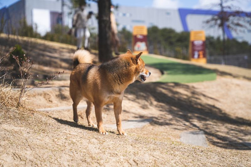 10 reserved dog breeds that appreciate calm and personal space 3 Shiba Inu