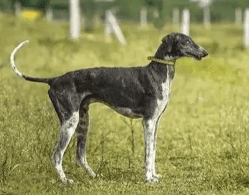 Mudhol Hound