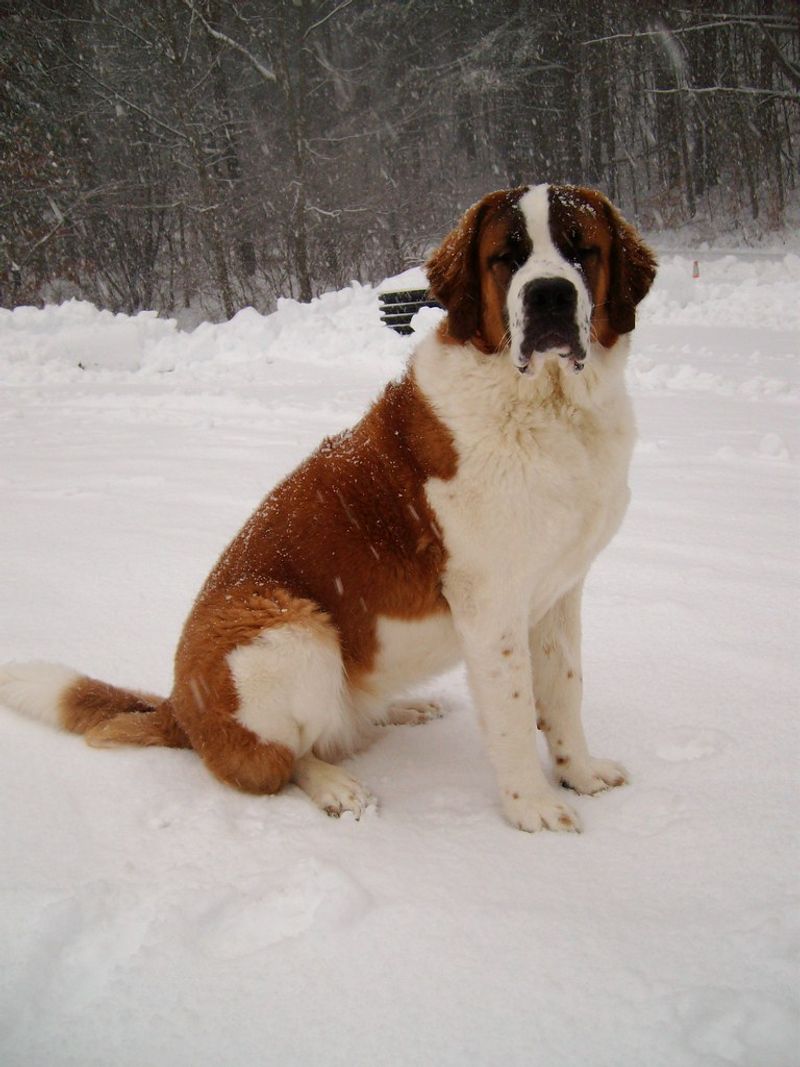 Saint Bernard