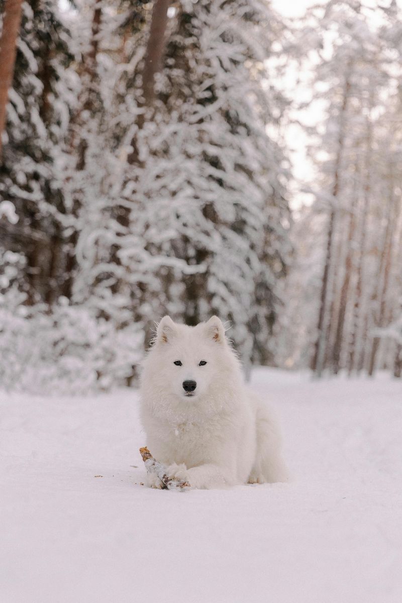 Samoyed