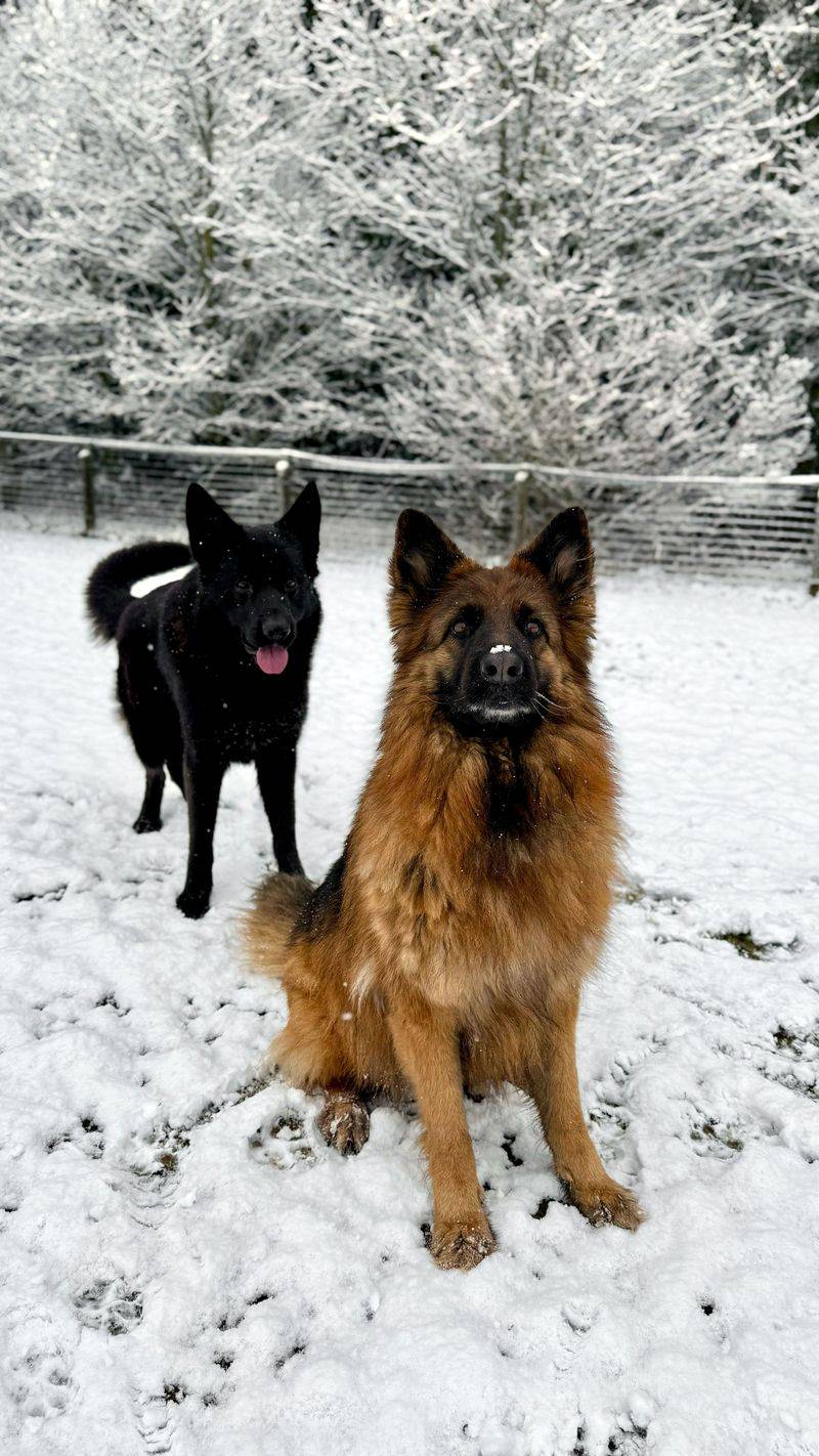 German Shepherd