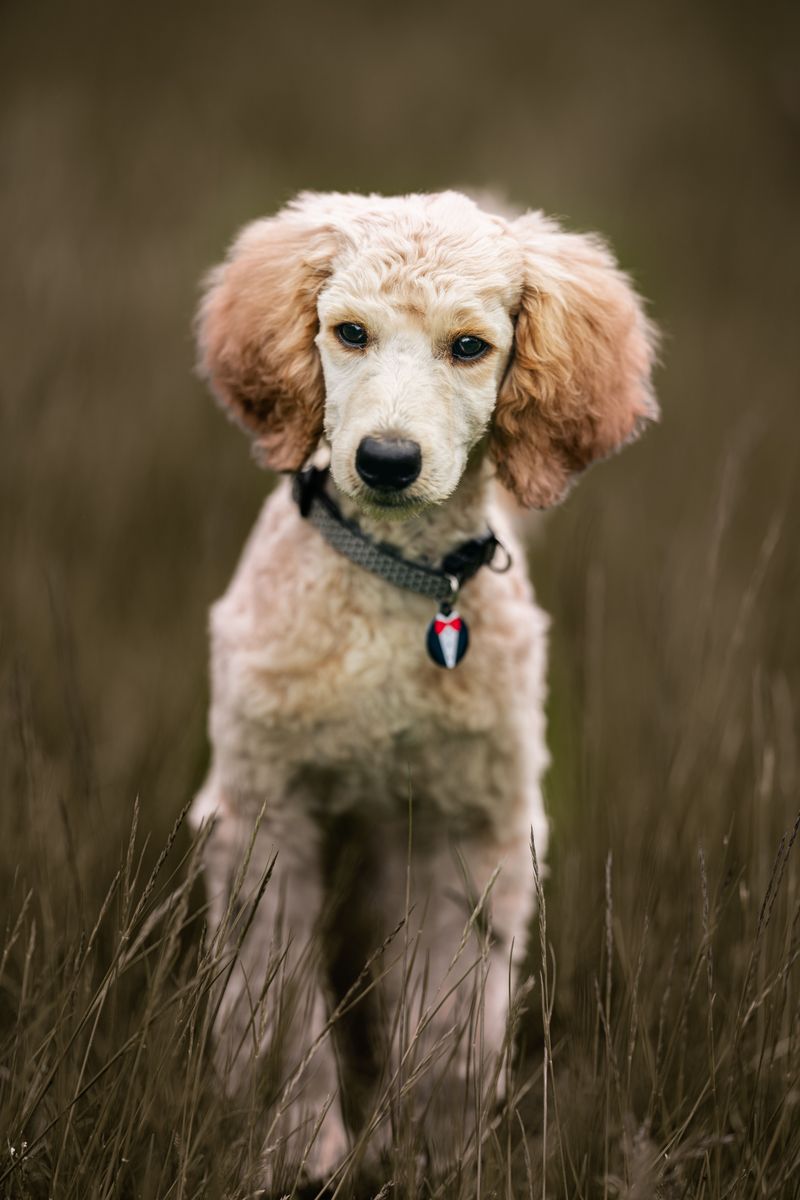 11 dog breeds experienced owners never regret – plus 3 timeless choices 5 Standard Poodle
