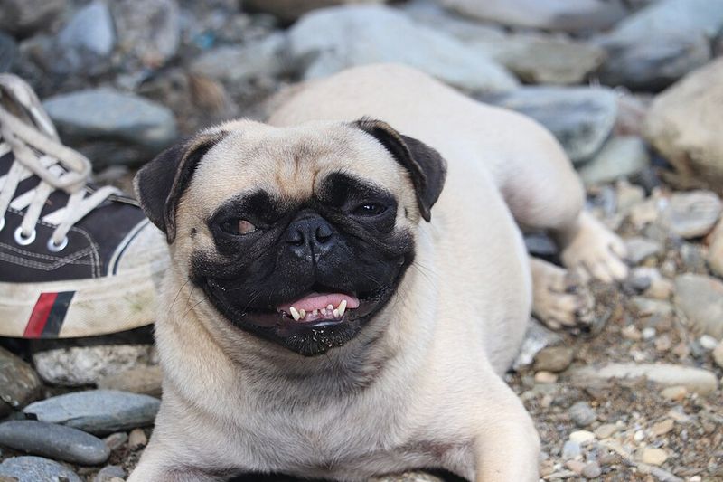 Pug: The Professional Lap Warmer