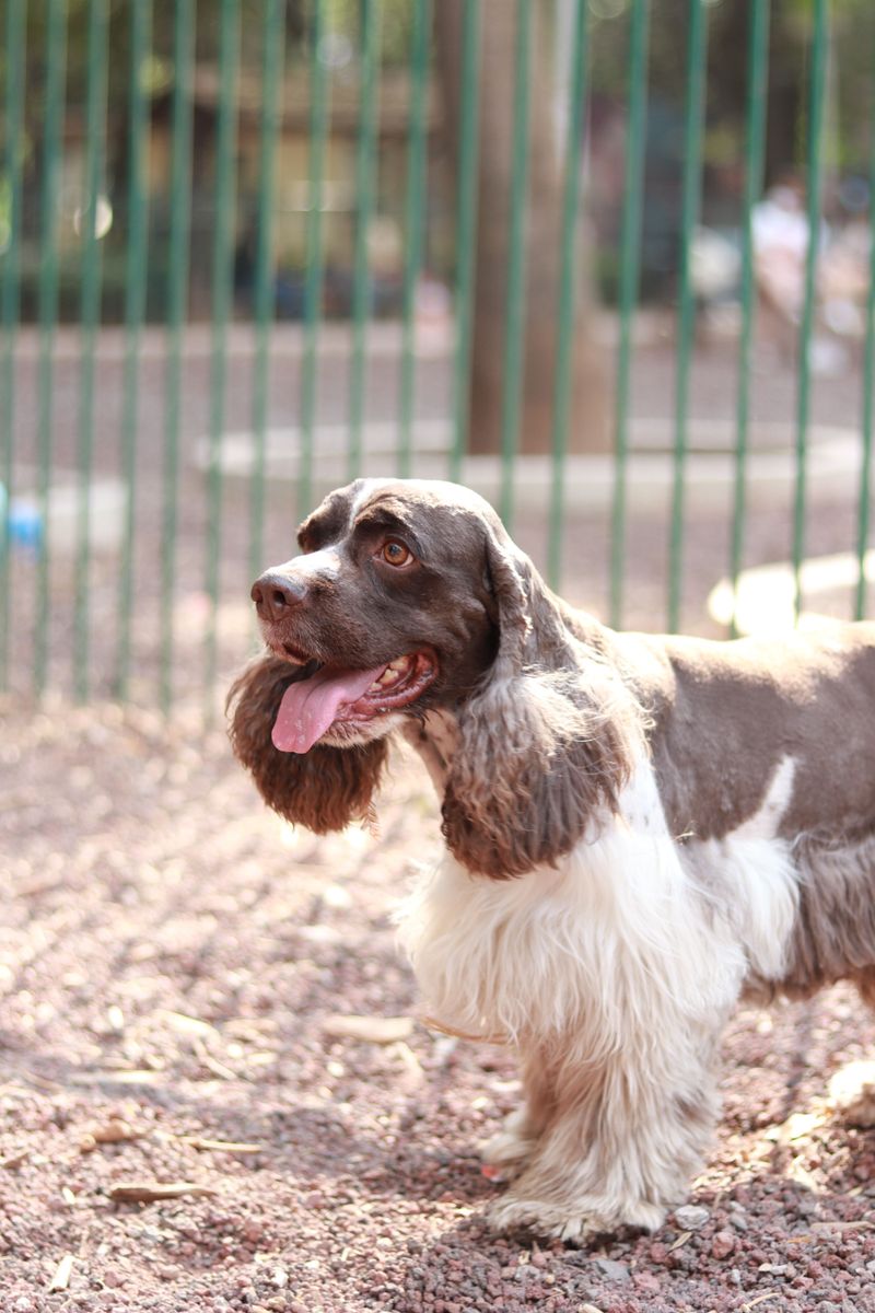 Choosing these dog breeds means planning for more than food and toys 13 English Springer Spaniel