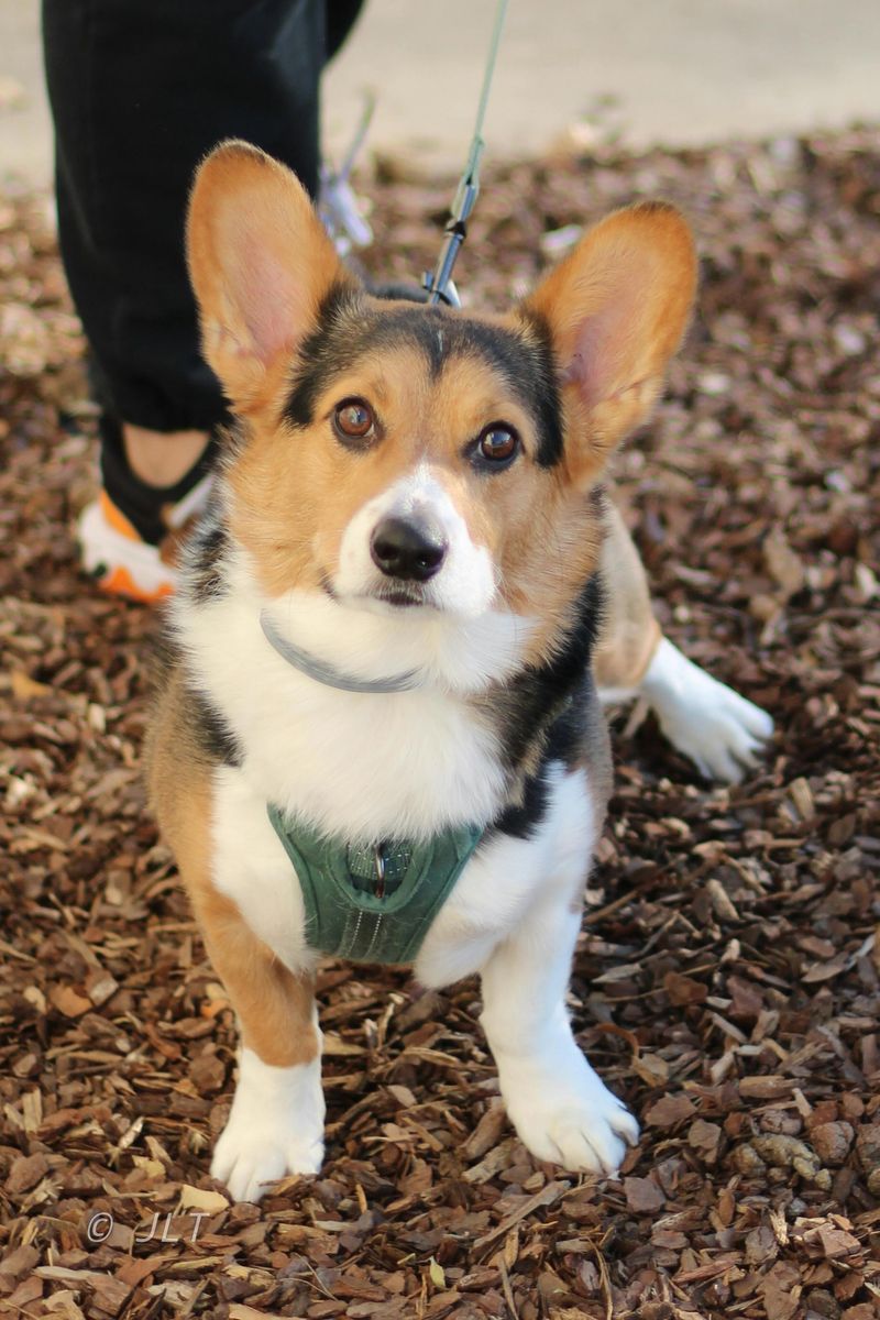 Corgi
