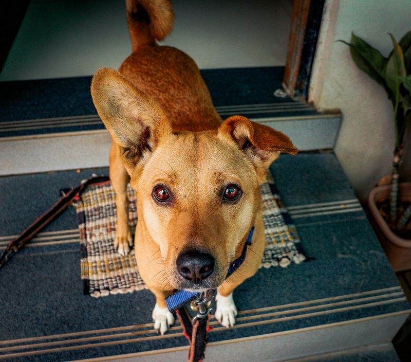 Alerting to danger or unusual noise