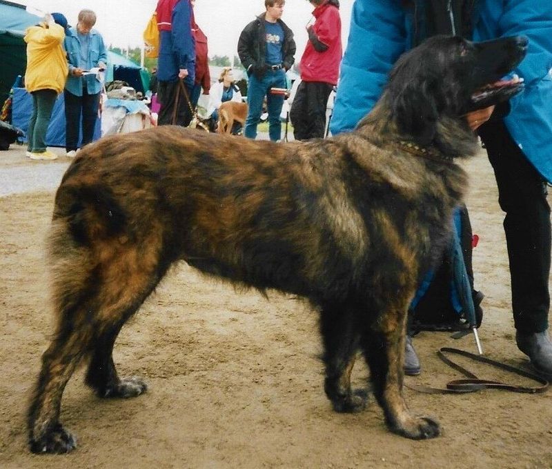 Estrela Mountain Dog