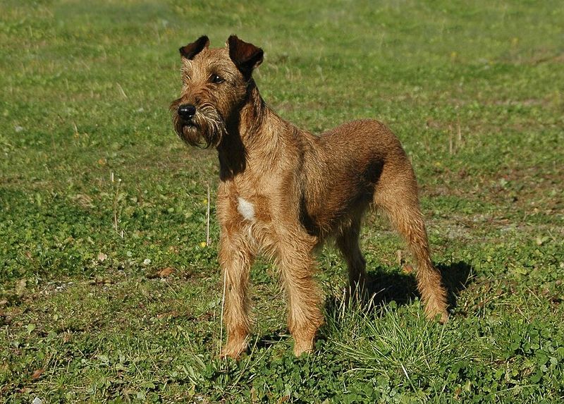 Irish Terrier