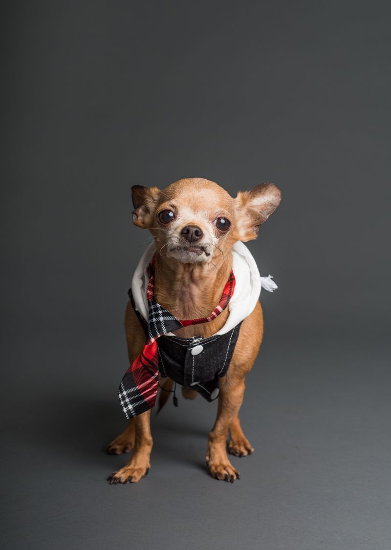 12 velcro dog breeds that always want to know where you are - and 2 independent companions 10 Chihuahua - tiny companion with swagger