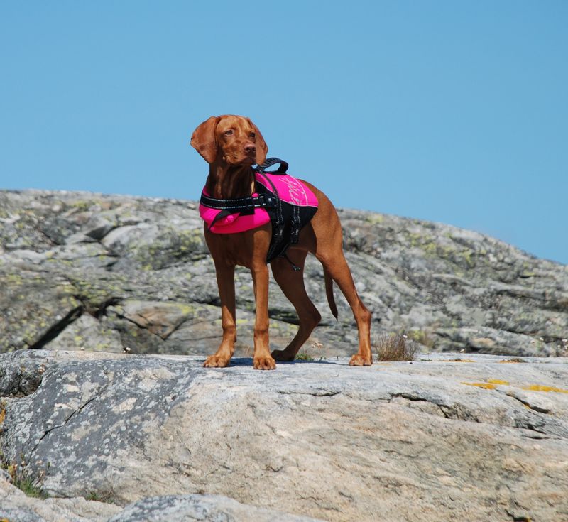 25 Energetic Dog Breeds That Love Hiking and Outdoor Adventures 8 Vizsla