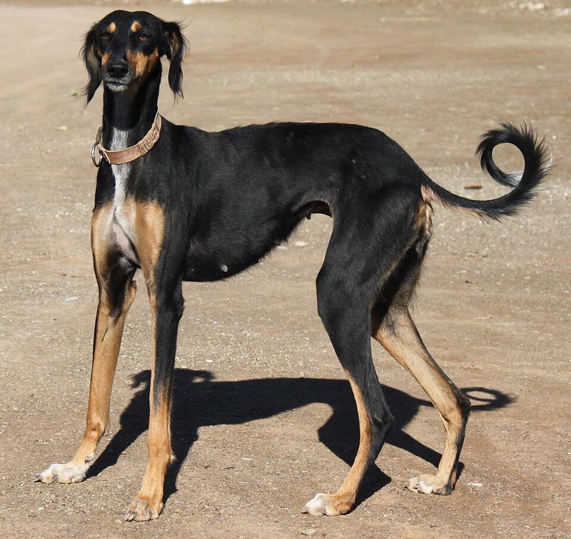 These 13 gorgeous dog breeds have stories far tougher than their appearance suggests 11 Saluki